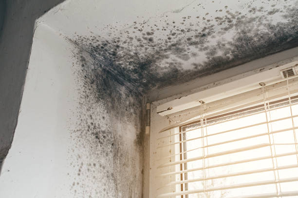 Affordable Mold Remediation solutions in Capitol Heights, MD